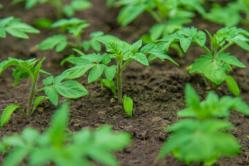 Obraz premium Tomato seedlings in a greenhouse. Selective focus.