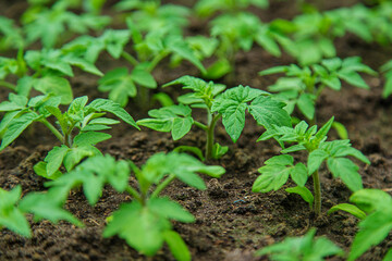 Tomato seedlings in a greenhouse. Selective focus.
