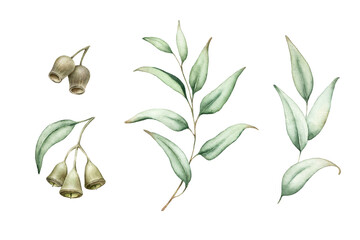 Set of green eucalyptus leaves, branches,seed pods. © Lora
