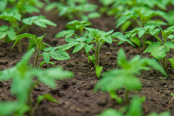 Tomato seedlings in a greenhouse. Selective focus.