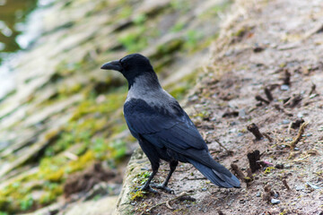 Profile of a Jackdaw standing on a mud bank