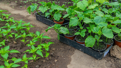 Cucumber seedlings in a greenhouse. Selective focus.
