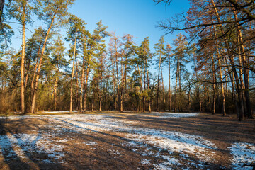 Picturesque forest lawn at early spring morning. Pine trees around. Melting snow. The end of winter...