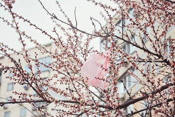 A plastic bag on a cherry blossom tree