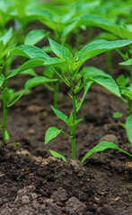 Pepper seedlings in a greenhouse. Selective focus.
