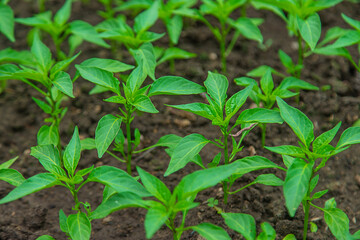 Pepper seedlings in a greenhouse. Selective focus.