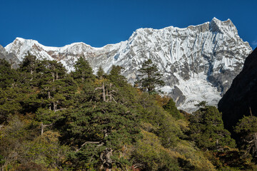 Forêt devant le Gangchhenta (ou Kangchenta) ou encore la montagne du Tigre, 6784 mètres d’altitude, dixième jour du Snowman Trek, Bhoutan
