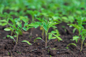 Tomato seedlings in a greenhouse. Selective focus.