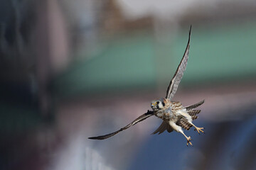 Kestrel in Flight