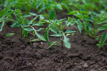 Tomato seedlings in a greenhouse. Selective focus.
