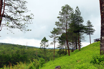 pine trees on the edge of a green hill