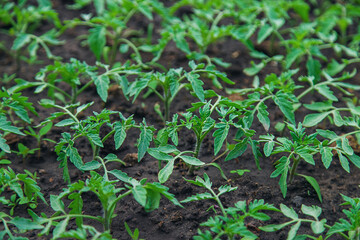 Tomato seedlings in a greenhouse. Selective focus.