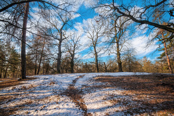 Early spring landscape with footpath in the forest. Bare oak trees. Melting snow. The end of winter...