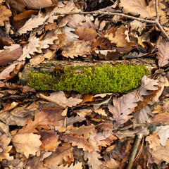 tiny log in the autumn leaves on the ground