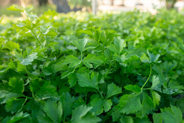 close-up of celery plantation (leaf vegetable) in the garden.