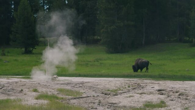 Large bison grazing on lush green grass in Yellowstone national park behind a steaming natural hot spring