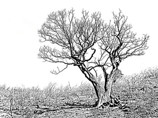 silhouette of a tree in a field: Holm Oak