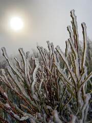 Winter frozen morning texture. Frozen plant. Soft colors. Copy text