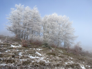 Winter frosty morning. Frost on trees. Nature landscape