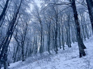 Winter forest. Icy tree tops on the mountain slope
