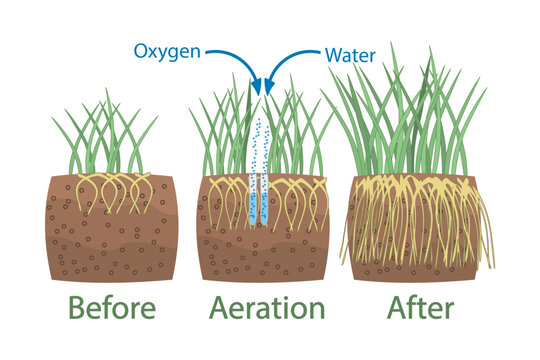 Lawn aeration stage illustration. Before and after aeration. Gardening grass lawn care, landscaping, lawn grass care service. Illustration for article, infographics or instruction. Vector illustration