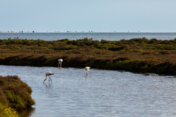 Flamingos in Delta de l'Ebre Nature Park, Tarragona, Spain