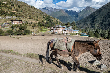 Mulet dans le village reculé de Laya, dixième jour du Snowman Trek, Bhoutan