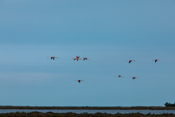 Flamingos in Delta de l'Ebre Nature Park, Tarragona, Spain