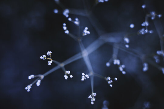 Macro shoot of white flora inside the forest