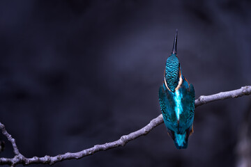 martin pescador en rama visto desde arriba © Jorge