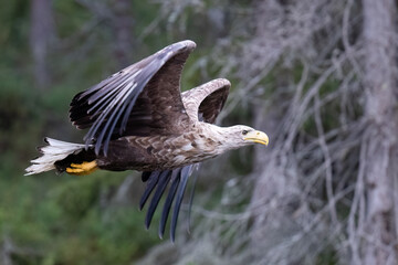 White-tailed eagle