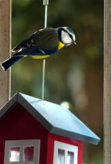 Eurasian blue tit waiting for the dinner. 