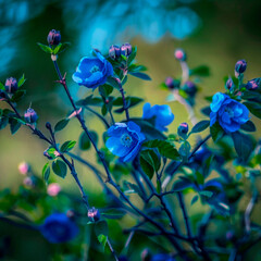 Naklejka na ściany i meble Wild rose with blue buds. High quality illustration
