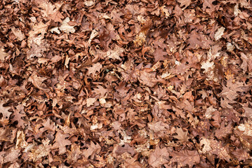 Autumn leaves on the ground. Dry brown leaves fallen on the ground as autumn season background
