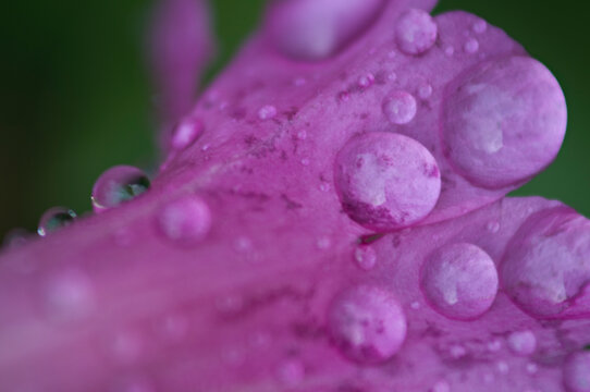 Detail of raindrops on Lewis Monkeyflower (Mimulus lewisii) in Stairs Gulch, Wasatch Mountains, Utah.