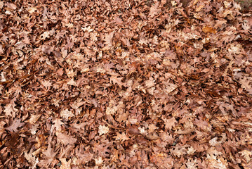 Autumn leaves on the ground. Dry brown leaves fallen on the ground as autumn season background
