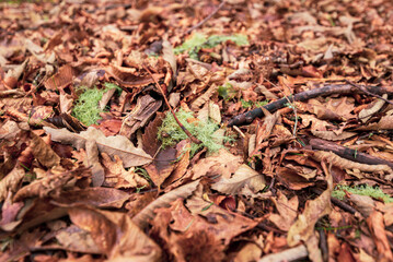Autumn leaves on the ground. Dry brown leaves fallen on the ground as autumn season background
