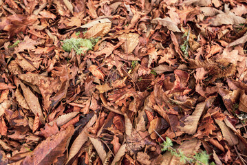 Autumn leaves on the ground. Dry brown leaves fallen on the ground as autumn season background
