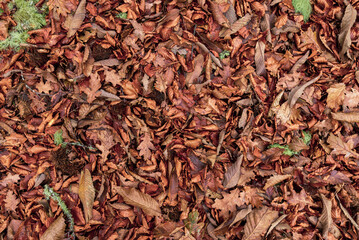 Autumn leaves on the ground. Dry brown leaves fallen on the ground as autumn season background
