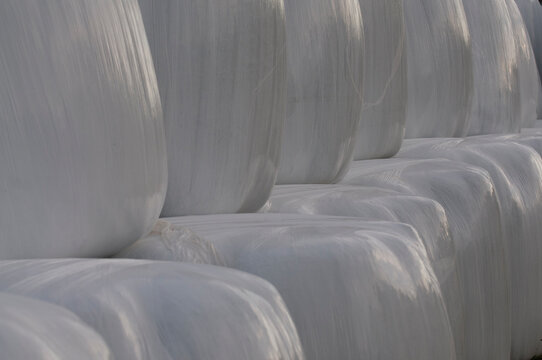 Giant white plastic bails of hay stacked up.