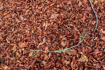 Autumn leaves on the ground. Dry brown leaves fallen on the ground as autumn season background
