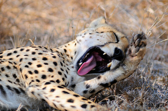Cheetah (Acinonyx jubatus), Ulusaba Sir Richard Branson's Private Game Reserve, Sabi Sands Game Reserve, Mpumalanga, South Afric