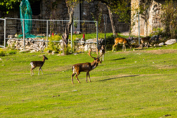 Fallow deers in La Garrotxa, Girona, Pyrenees, northern Spain. Europe © Alberto Gonzalez 