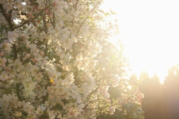 Obraz na płótnie Canvas Apfelbaumblüte im Frühling in der Morgensonne