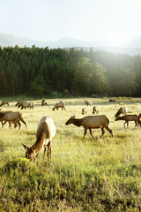 Naklejka na ściany i meble Herd of grazing Elk in Rocky Mountain National Park, Colorado at sunset