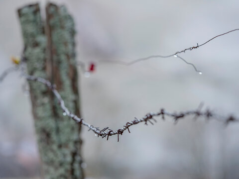 Close-up of barbed wire with water drop