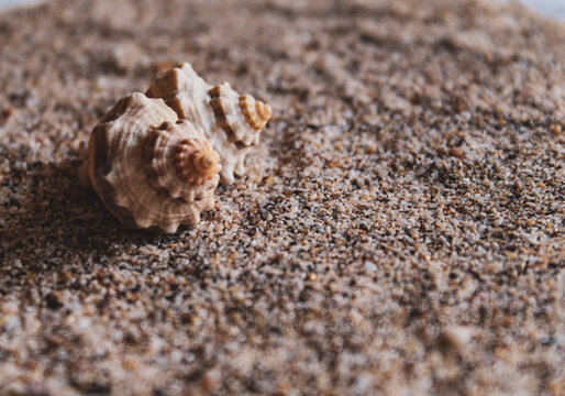 seashell on sand