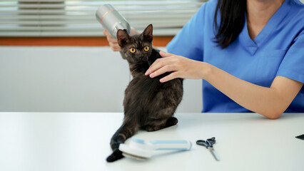 Pet grooming service Cat at the table. Groomer cutting fur of domestic animal. .