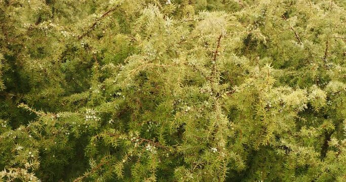 Albhochfl&auml;che mit Wacholderheiden im Schw&auml;bischen Alb, endlosen Wiesen, Feldern und Walds&auml;umen bei Wind und Regen