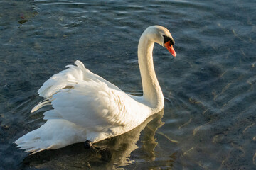 swan on the lake